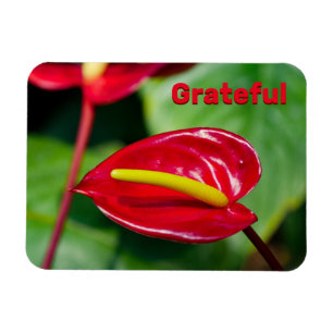 Citation gracieuse sur Red Peace Lily Magnet
