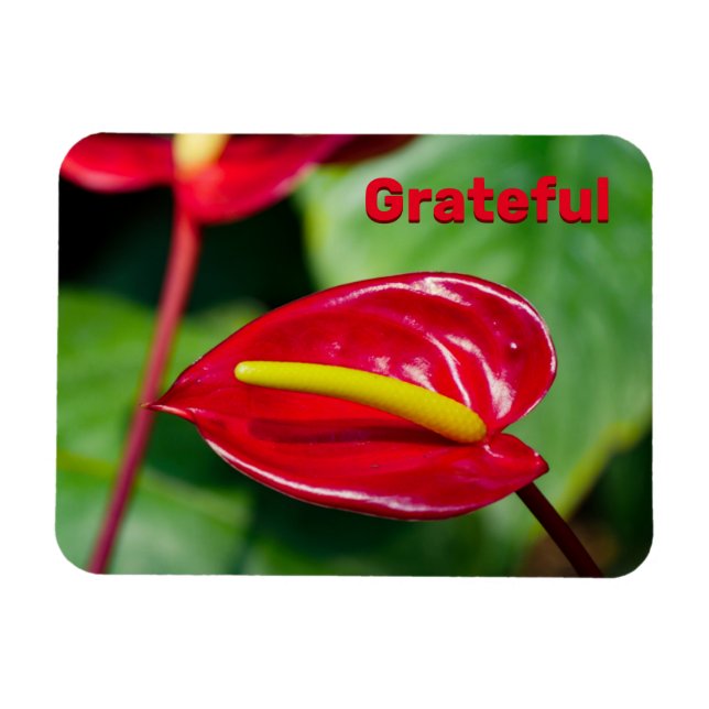 Citation gracieuse sur Red Peace Lily Magnet (Horizontal)