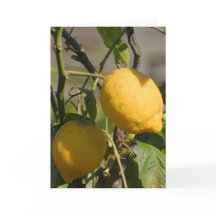 Citron espagnol sur l'arbre Cartes de voeux