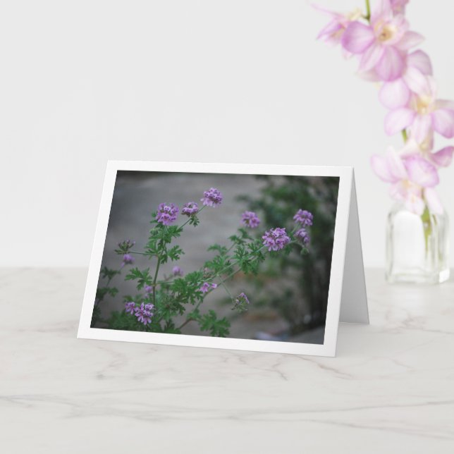 Citronella Pflanze mit Blumenportrait Karte (Orchidee)