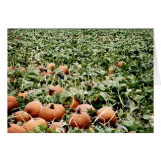 Citrouille Patch à Lawrence, KS