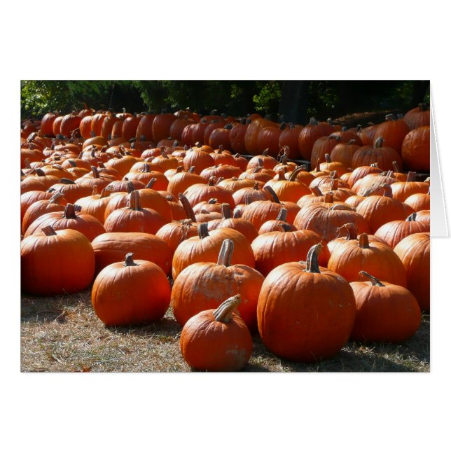 Citrouille Patch Automne Harvest Photographie (Devant horizontal)