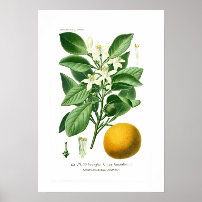 Citrus auranticum (Orange von Sevilla) Poster (Vorne)