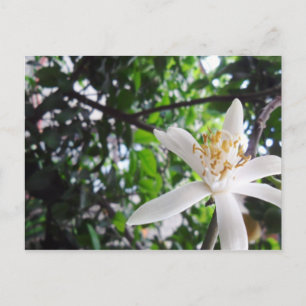 Citrus × limon postkarte