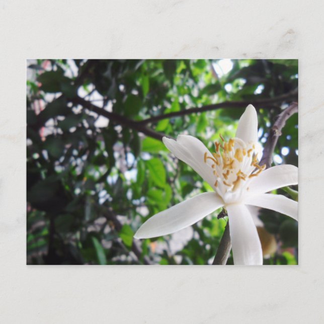 Citrus × limon postkarte (Vorderseite)