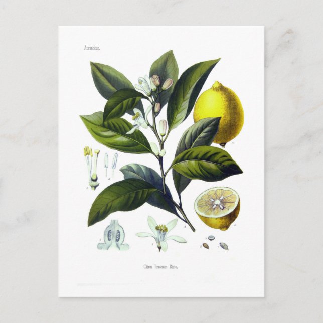 Citrus Limonum (Zitrone) Postkarte (Vorderseite)