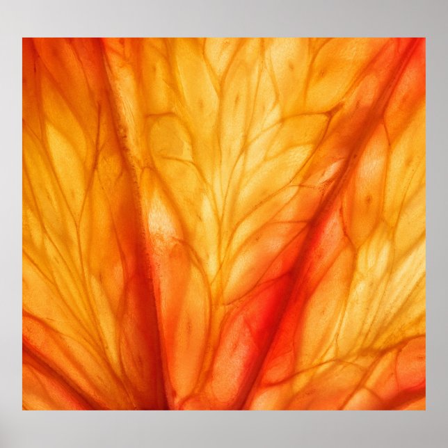 Citrus Macro: Blut Orange Abstrakt. Poster (Vorne)