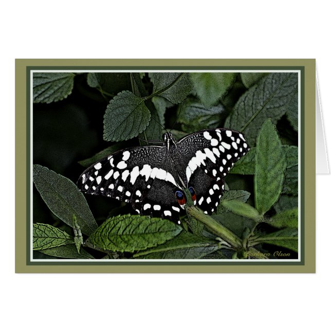 Citrus Swallowtail, (Devant horizontal)