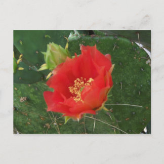 City Cactus 3 Postcard Postkarte