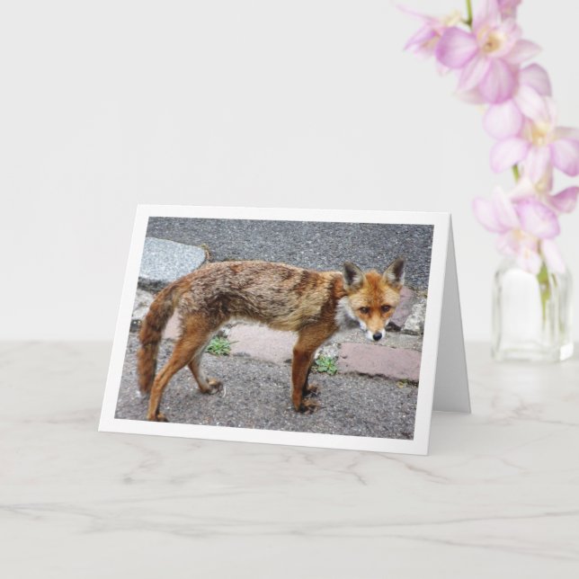 City Fox auf der Straße Karte (Orchidee)
