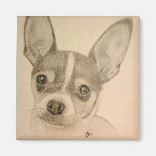 Claire der Magnet Teddy Roosevelts Terrier