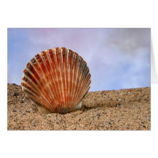Clam Muschel