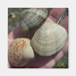 Clams und Cockle Magnet