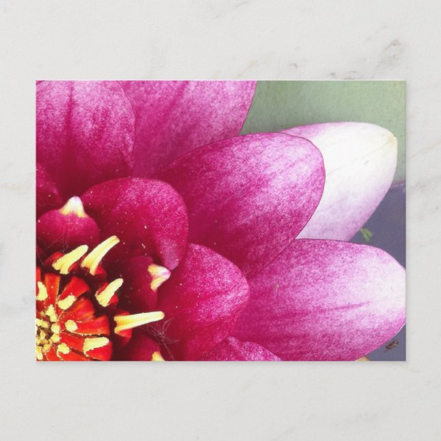 Claret Cfarbige Water Lily Postkarte (Vorderseite)