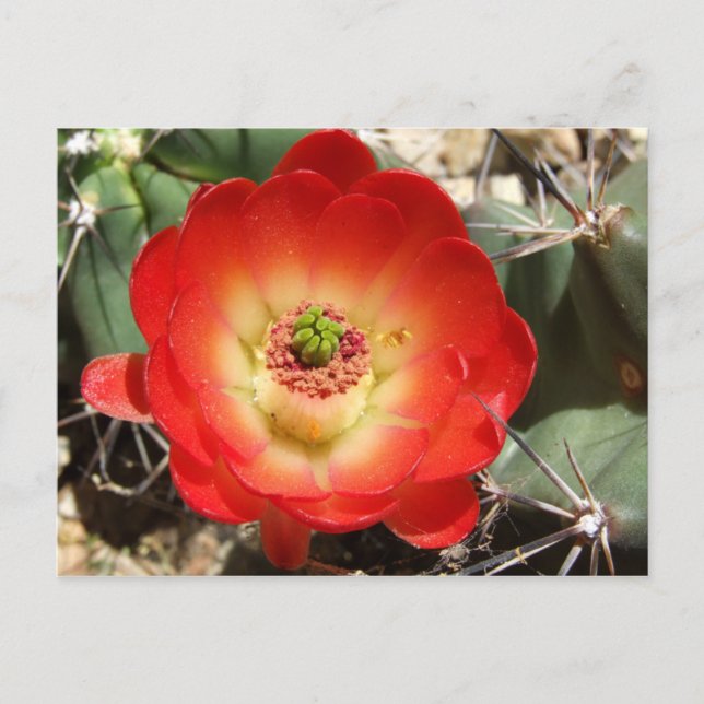 Claret Cup Cactus Blossom Postkarte (Vorderseite)