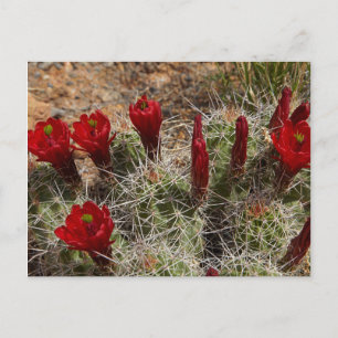 Claret Cup cactus Blume 2 Postkarte
