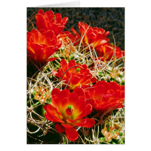 Claret Cup Cactus Wildblumen