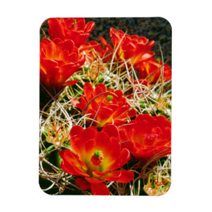 Claret Cup Cactus Wildblumen Magnet