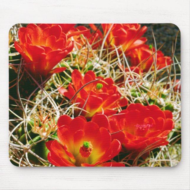 Claret Cup Cactus Wildblumen Mousepad (Vorne)