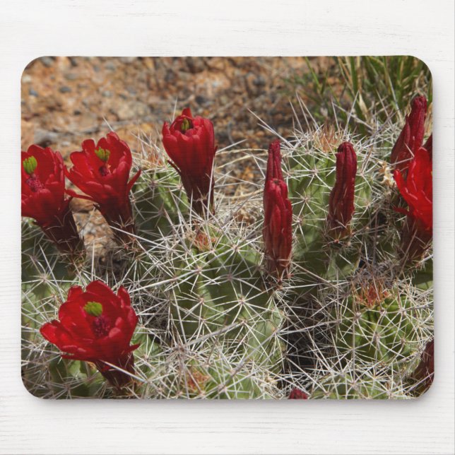 Claret Cup Kaktusblüten 2 Mousepad (Vorne)