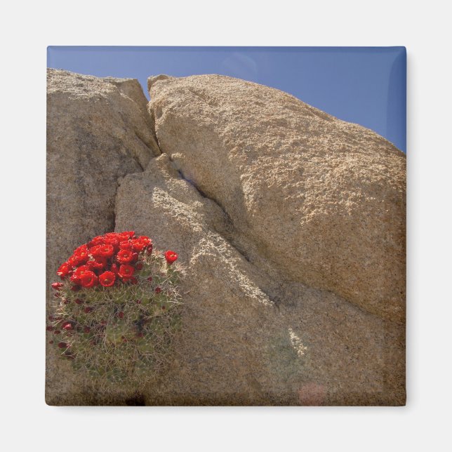 Claret Cup oder Mojave-Kakteen in Blüte Magnet (Vorne)