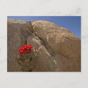 Claret Cup oder Mojave-Kakteen in Blüte Postkarte