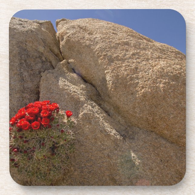 Claret Cup oder Mojave-Kakteen in Blüte Untersetzer (Vorderseite)