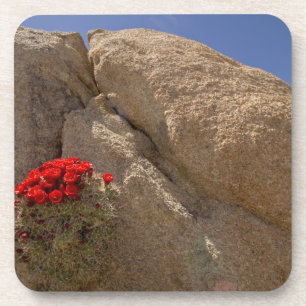 Claret Cup oder Mojave-Kugelkaktus in Blüte Untersetzer