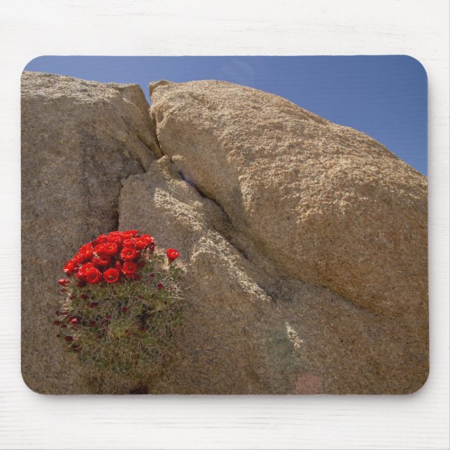 Claret Cup oder Mojave-Mound-Cactus in Blüte Mousepad (Vorne)