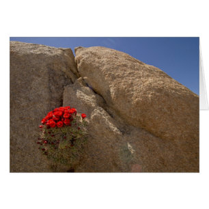 Claret cup ou cactus de Mojave en fleurs