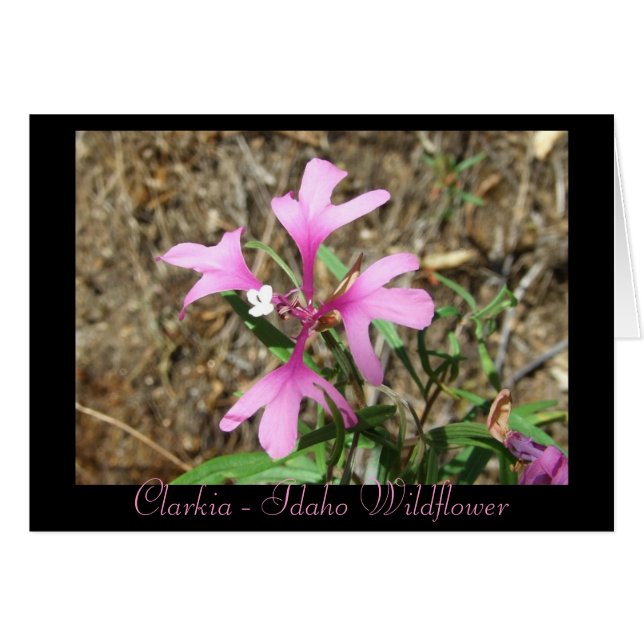 Clarkia - Idaho-Wildblume (leere Karte) (Vorderseite (Horizontal))