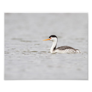 Clarks Grebe auf einem ruhigen See Fotodruck