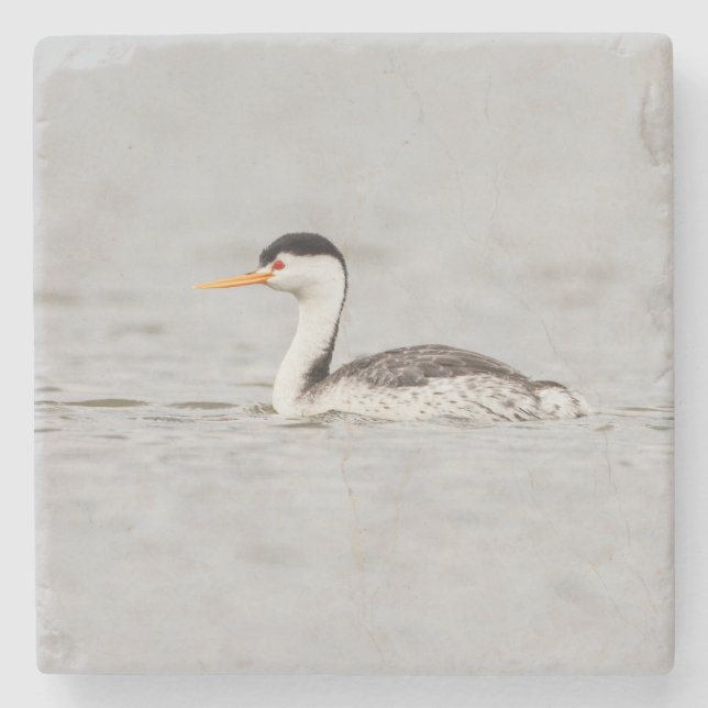 Clarks Grebe auf einem ruhigen See Steinuntersetzer (Vorderseite)