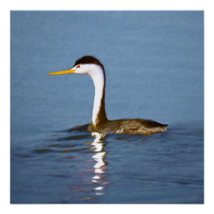 Clark's Grebe Painting - Original Bird Art Poster