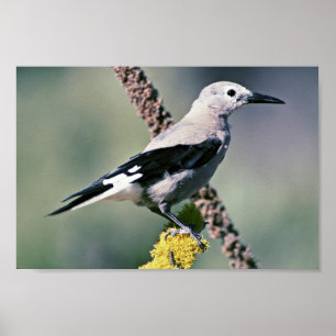 Clarks Nutcracker Poster