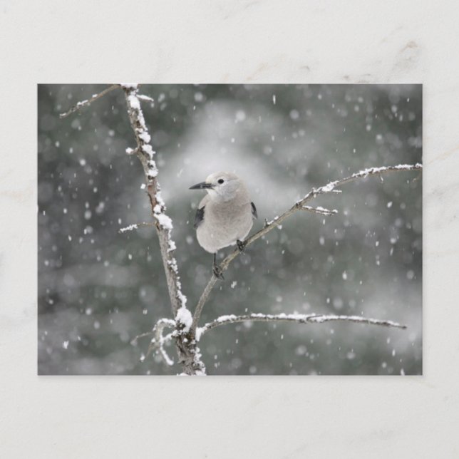 Clarks Nutcracker Postkarte (Vorderseite)