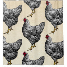Classic Barred Plymouth Rock Chicken Hen