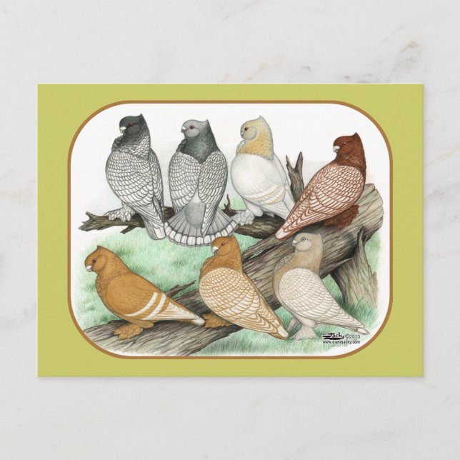 Classic Frill Pigeons Blondinettes Postkarte (Vorderseite)
