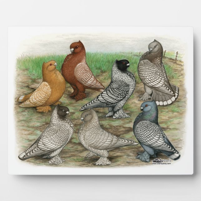 Classic Frill Pigeons Laced Blondinettes Fotoplatte (Vorderseite)