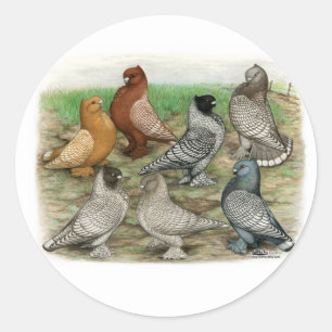 Classic Frill Pigeons Laced Blondinettes Runder Aufkleber