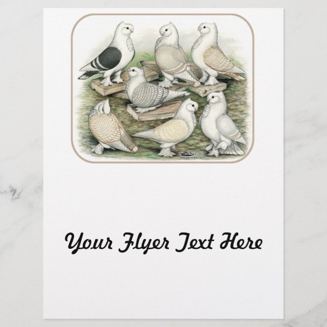 Classic Frill Tauben Satinettes Flyer (Vorne)