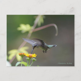 Classic Hummingbird Postkarte