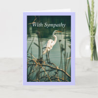 Classic White Egret Shore Bird Naturschutz