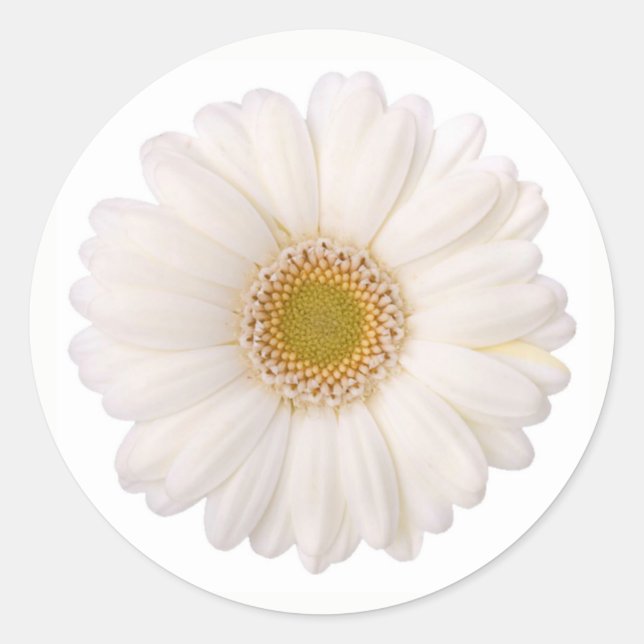 Classic White Gerbera Daisy Blume Runder Aufkleber (Vorderseite)