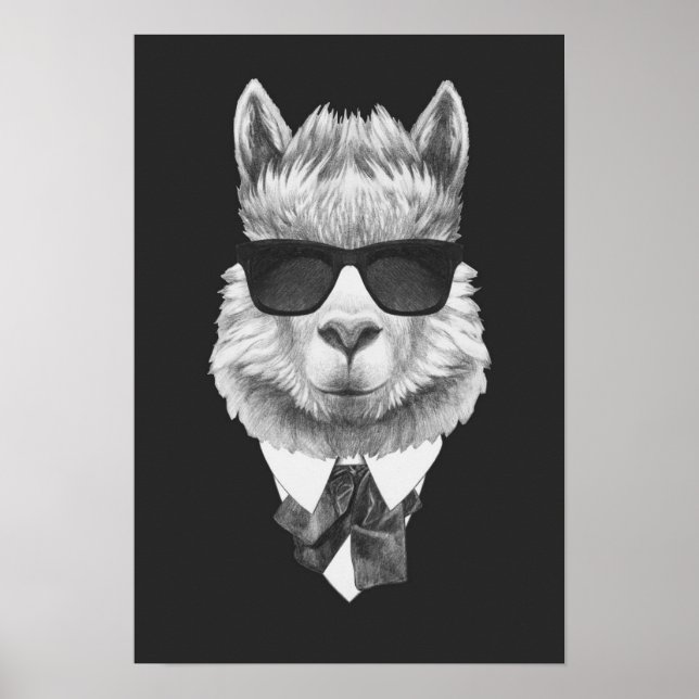 Classy Llama Poster (Vorne)