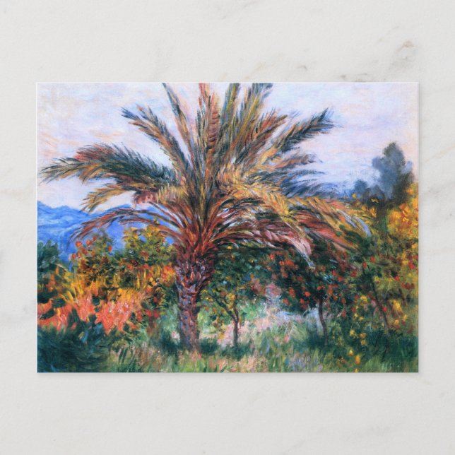 Claude Monet: Palme Tree in Bordighera Postkarte (Vorderseite)