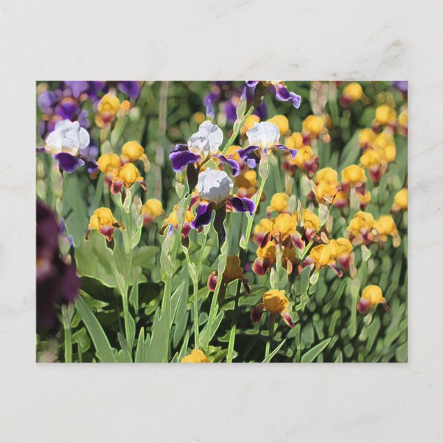 Claude Monet Typ Stilgarten Iris Postkarte (Vorderseite)