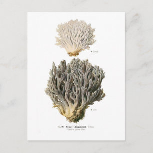 Clavaria grisea postkarte