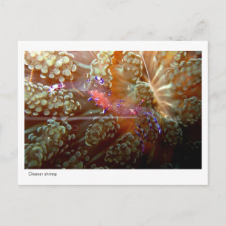 Cleaner Shrimp - 01 Postkarte