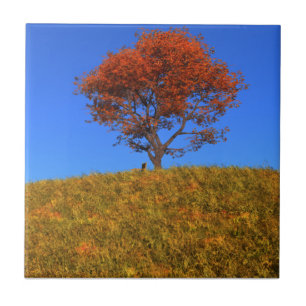 Clear Autumn Day Decoration Tile Fliese